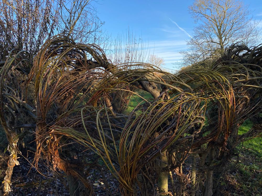 A section previously completed with volunteers. The bright late Autumn sun brilliantly lighting up the willow bark. The screen is overall some 30 metres in length and provides habitat for birds, insects and fungi, particularly Willow Aphids that blacken the whips. It is located on The Nettles an urban fringe green space managed for outdoor art projects.