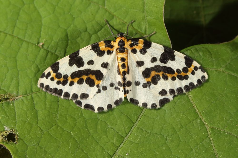 Magpie Moth