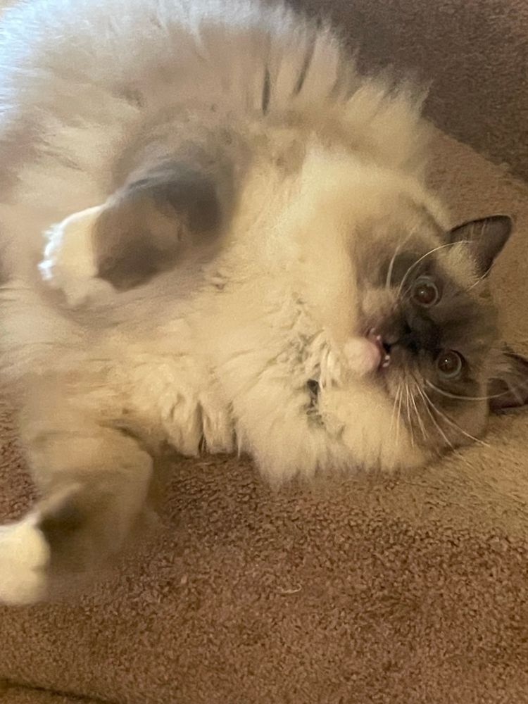 My big fluffy blue mitted ragdoll cat laying on the stairs making a derpy face.