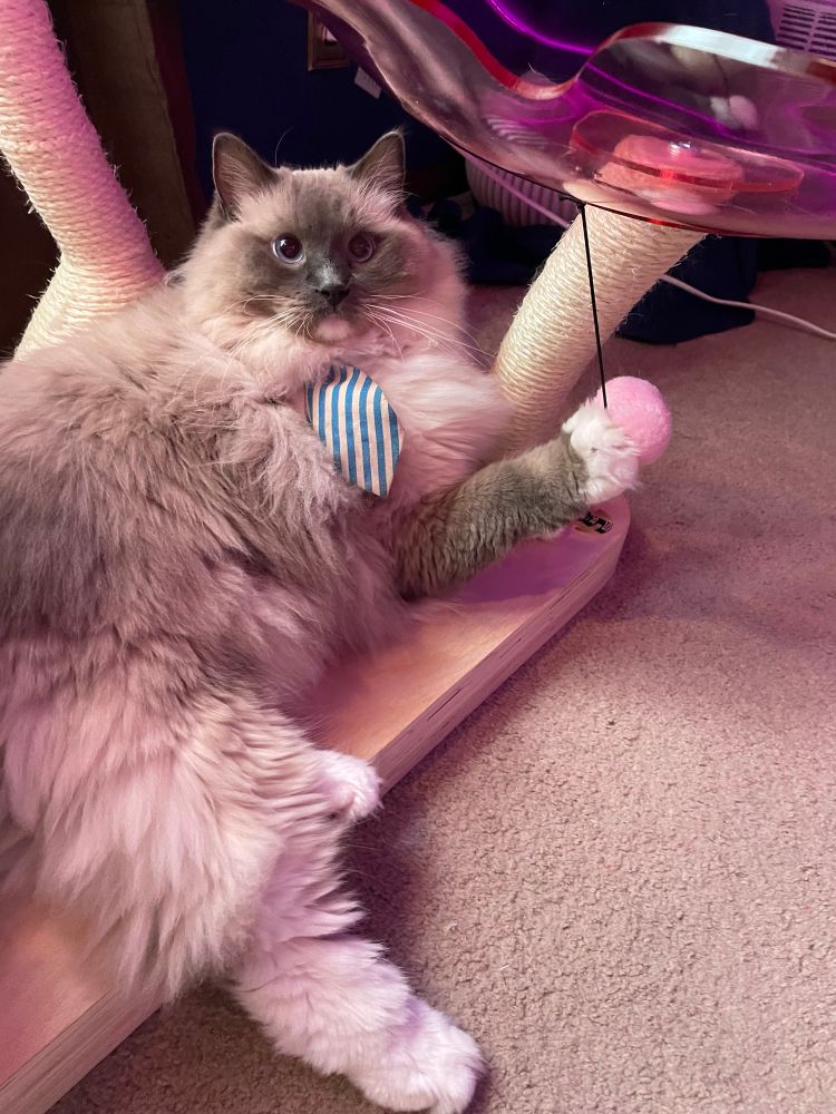My cat, Boo Berry Pancakes (blue mitted ragdoll cat), playing with the dangle toys of the new cat tree.