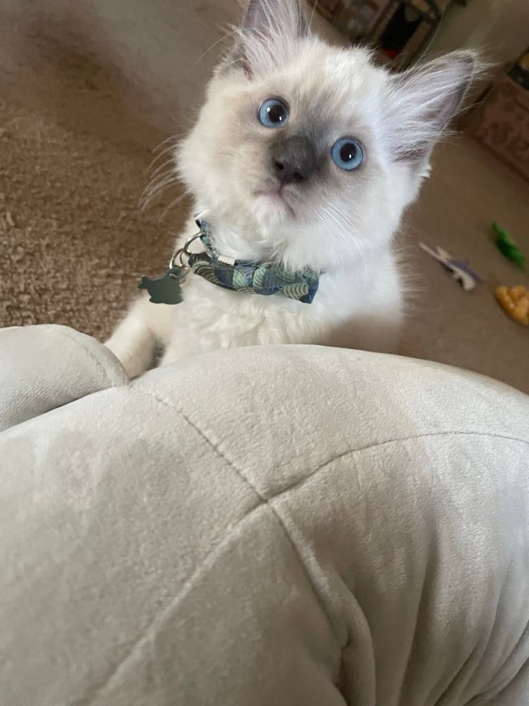 Baby pic of my cat, Boo Berry Pancakes, a blue mitted ragdoll making big goo goo baby eyes at me.
