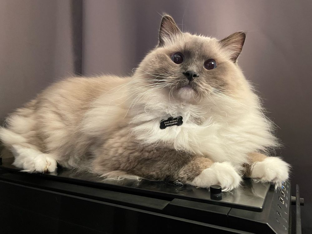 My cat, Boo Berry Pancakes, laying on top of my computer tower with the black out curtains as the backdrop but the lighting makes it look like a Sears photo portrait.