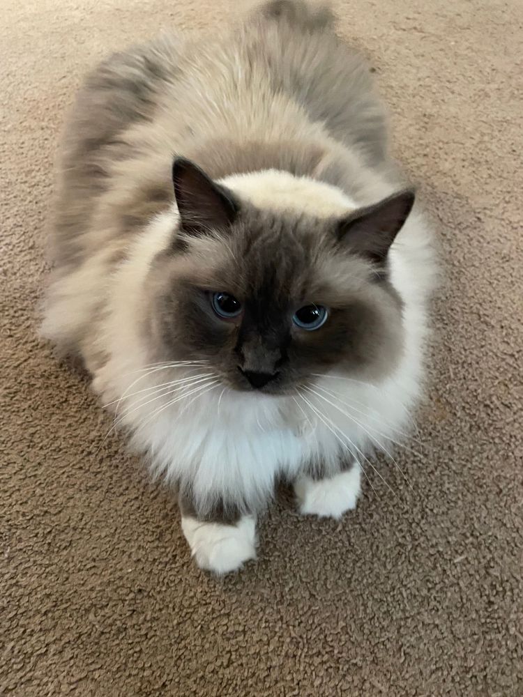 A cute pic of my blue mitted ragdoll, Boo Berry Pancakes giving y’all those big ole goo goo baby eyes while being extra floofy.