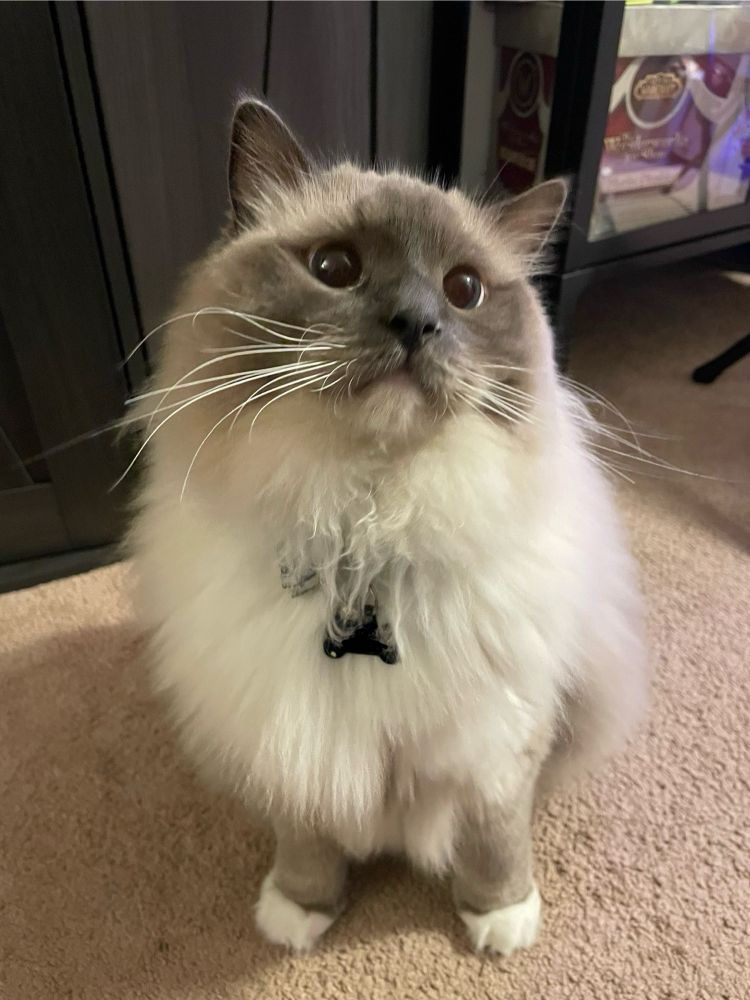 My cat, Boo Berry Pancakes, came running when he heard me come home! He wouldn’t stop looking at me with those big ole goo goo baby eyes! A big fluffy blue mitted ragdoll cat with the biggest blue eyes so happy to see me after 8 days away on a business trip.