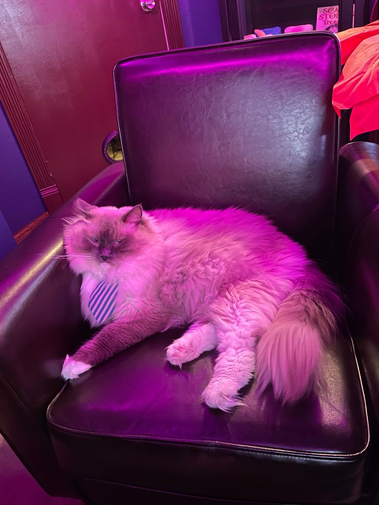 My cat, Boo Berry Pancakes, in his little tie sitting in his little business chair I got on the cheap at a consignment store. Boo is a big ole fluffy blue mitted ragdoll cat.