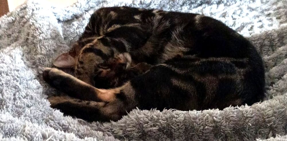 Das Bild zeigt eine Bengal-Katze, die auf dem Rücken auf einer grauen, flauschigen Decke liegt und schläft.  Die Katze ist dunkelbraun mit schwarzen Streifen und hat die Pfoten sichtbar. Der Fokus liegt auf der Katze, der Hintergrund ist unscharf.
