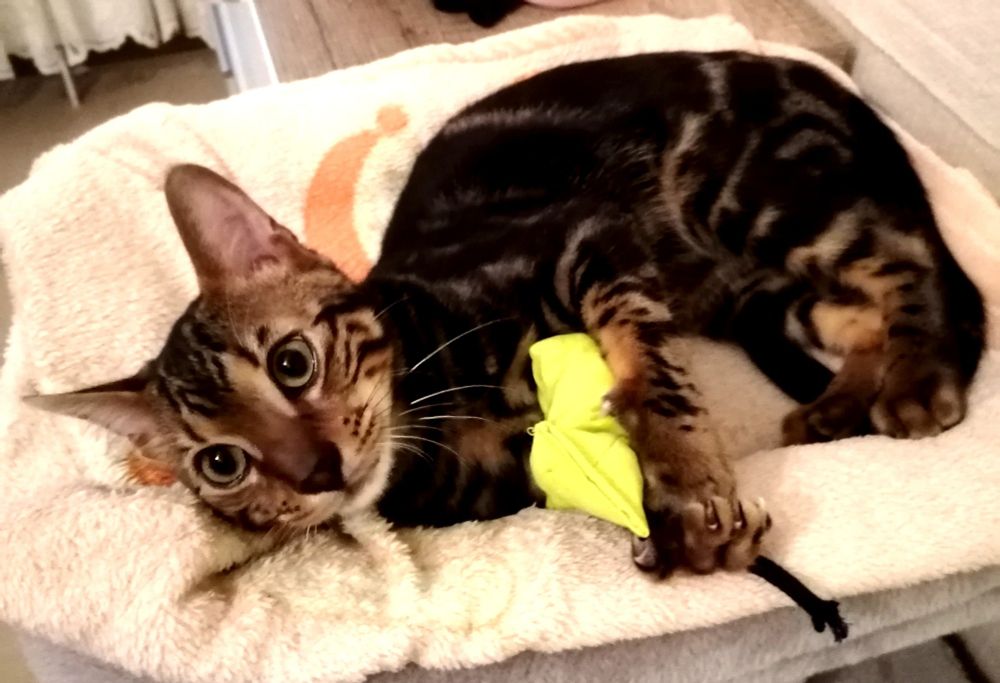 Das Bild zeigt eine Bengal-Katze, die auf einem weichen, cremefarbenen Tuch mit einem orangefarbenen Halbmond-Design liegt. Die Katze umklammert mit ihren Vorderpfoten ein hellgrünes Spielzeug.