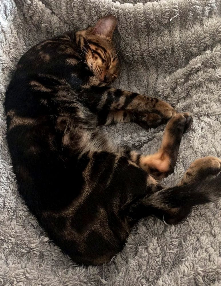Das Bild zeigt eine Bengal-Katze, die auf dem Rücken auf einer grauen, flauschigen Decke liegt und schläft.  Die Katze ist dunkelbraun mit schwarzen Streifen und hat die Pfoten sichtbar. Der Fokus liegt auf der Katze, der Hintergrund ist unscharf.
