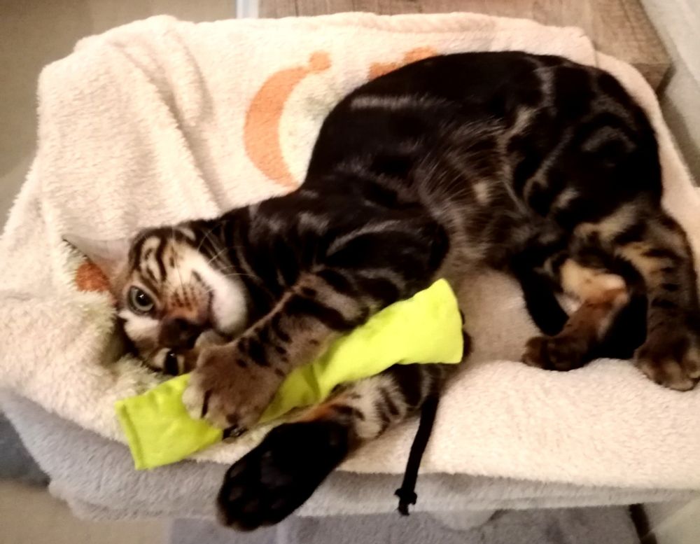 Das Bild zeigt eine Bengal-Katze, die auf einem weichen, cremefarbenen Tuch mit einem orangefarbenen Halbmond-Design liegt. Die Katze umklammert mit ihren Vorderpfoten ein hellgrünes Spielzeug.