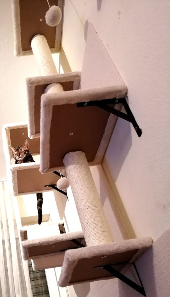 Das Bild zeigt eine Bengal-Katze, die in einer Kiste auf einem Kratzbaum sitzt und die Augen geschlossen hat. Die Katze scheint zu schlafen oder sich zumindest zu entspannen. Der Kratzbaum ist hellbeige und aus Plüsch. Im Hintergrund ist eine helle Wand zu sehen. Ein Spielzeug, ein kleiner Ball an einer Schnur, hängt vom Kratzbaum herab.
