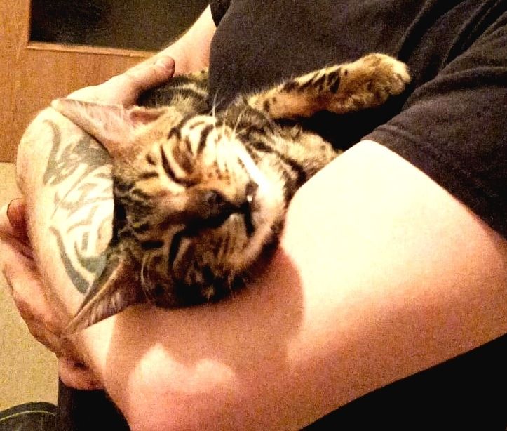 Das Bild zeigt eine Bengal-Katze, die auf dem Arm eines Mannes liegt und schläft. Der Mann hat ein Tattoo auf seinem Arm. Die Katze ist entspannt und kuschelt sich an den Mann. Das Bild strahlt Wärme und Zuneigung aus.
