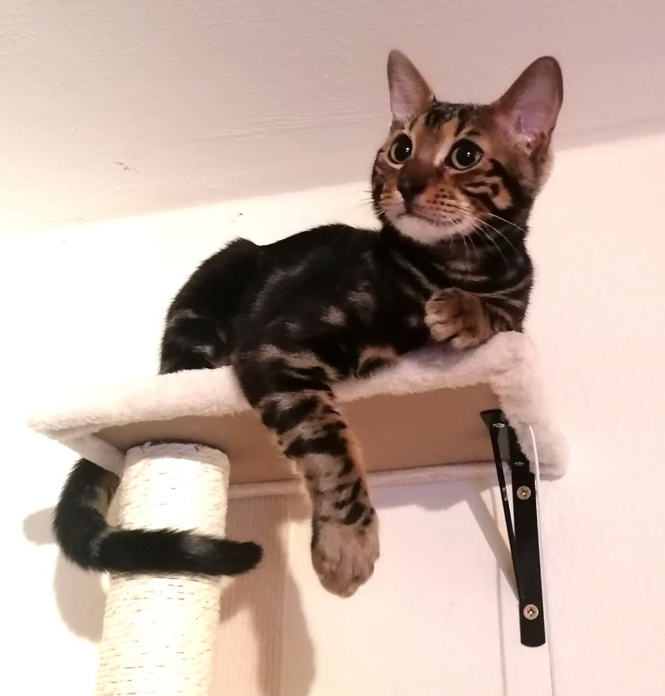 Das Bild zeigt eine junge Bengal-Katze, die auf einer Katzenkratzbaum-Plattform sitzt und nach rechts schaut.  Die Katze ist braun-schwarz gefleckt und hat einen dunklen Schwanz, der um den Kratzbaum gewickelt ist. Der Hintergrund ist eine helle Wand.
