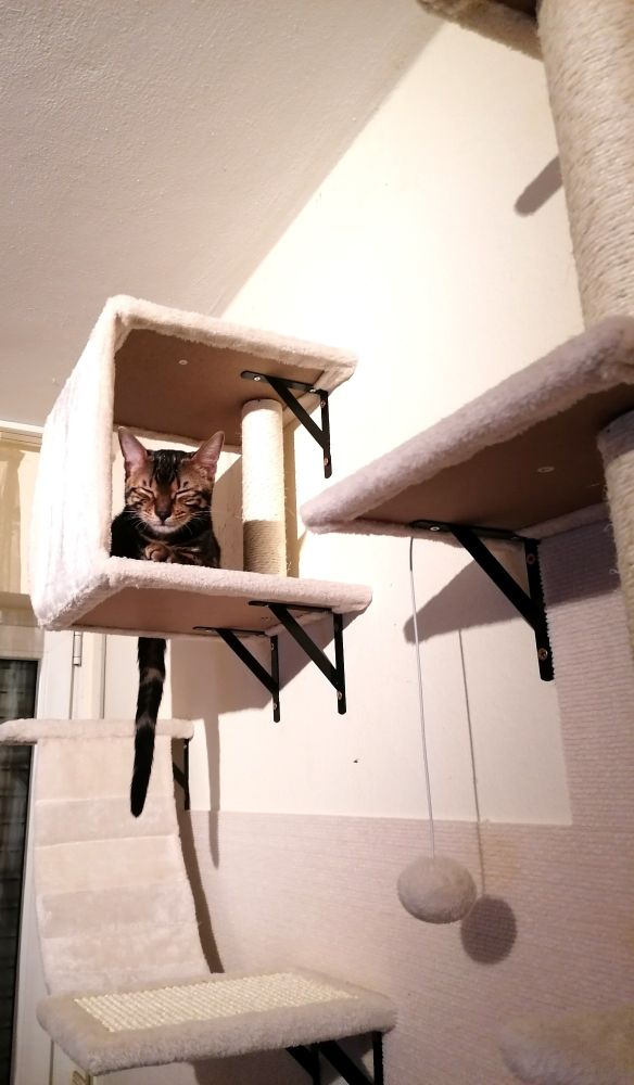 Das Bild zeigt eine Bengal-Katze, die in einer Kiste auf einem Kratzbaum sitzt und die Augen geschlossen hat. Die Katze scheint zu schlafen oder sich zumindest zu entspannen. Der Kratzbaum ist hellbeige und aus Plüsch. Im Hintergrund ist eine helle Wand zu sehen. Ein Spielzeug, ein kleiner Ball an einer Schnur, hängt vom Kratzbaum herab.
