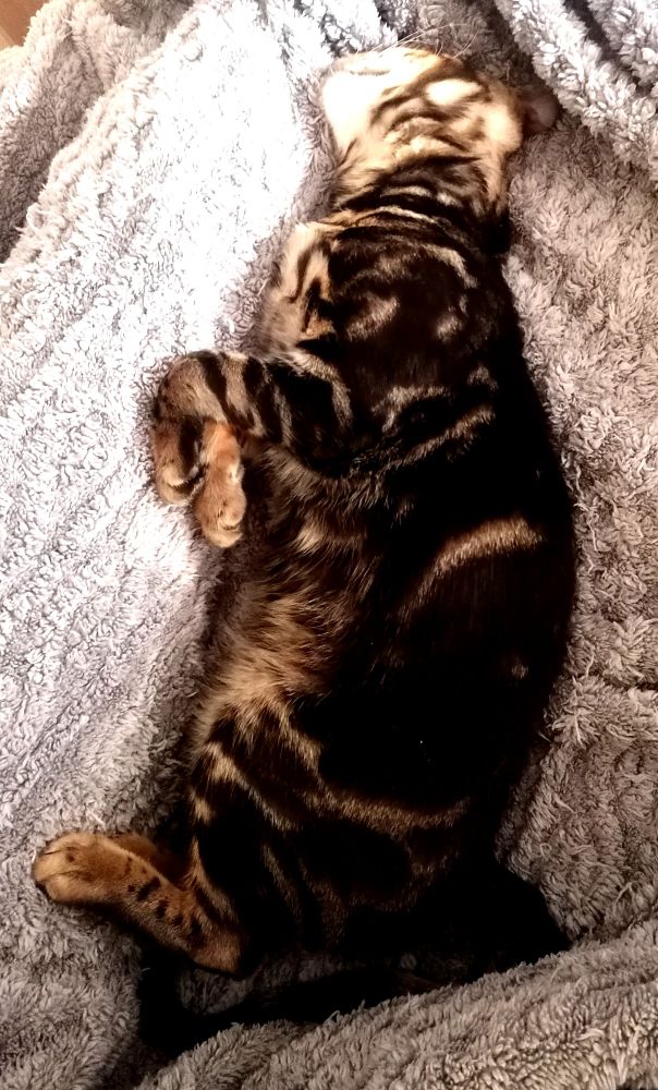Das Bild zeigt eine Bengal-Katze, die auf dem Rücken auf einer grauen, flauschigen Decke liegt und schläft.  Die Katze ist dunkelbraun mit schwarzen Streifen und hat die Pfoten sichtbar. Der Fokus liegt auf der Katze, der Hintergrund ist unscharf.
