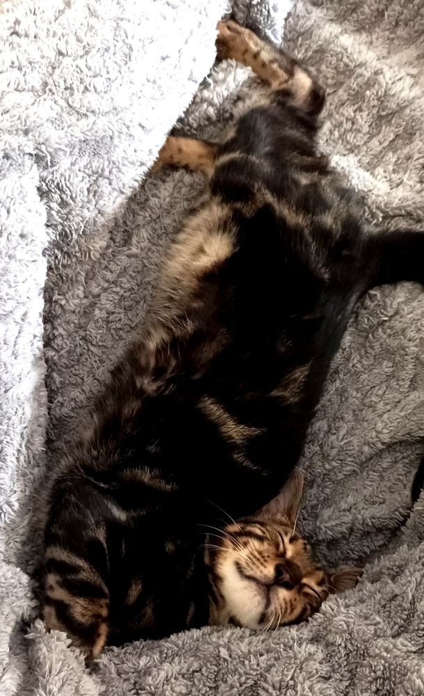 Das Bild zeigt eine Bengal-Katze, die auf dem Rücken auf einer grauen, flauschigen Decke liegt und schläft.  Die Katze ist dunkelbraun mit schwarzen Streifen und hat die Pfoten sichtbar. Der Fokus liegt auf der Katze, der Hintergrund ist unscharf.
