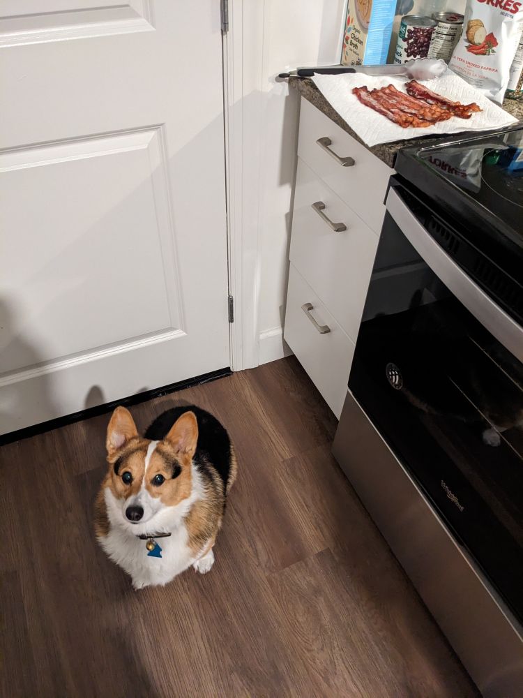 Teddi the tri-color corgi waiting patiently below a plate of freshly cooked bacon.