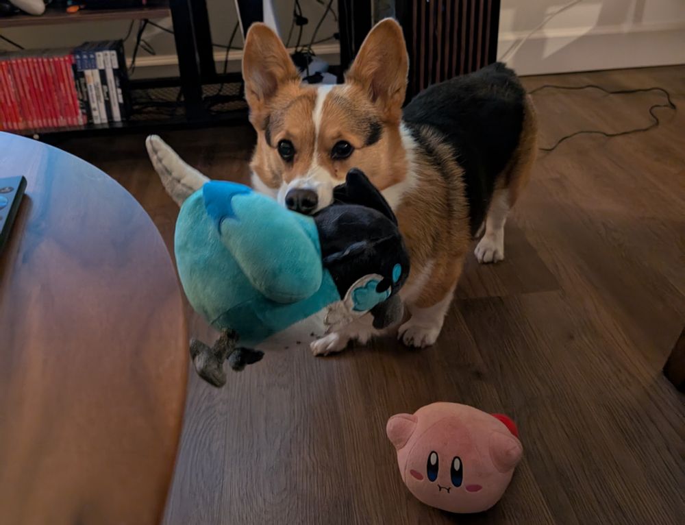 Teddi the tri-color corgi with his brand new Ari plush.