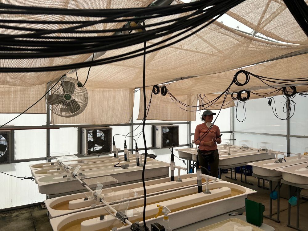 A scientist standing in the middle of an artificial stream facility.