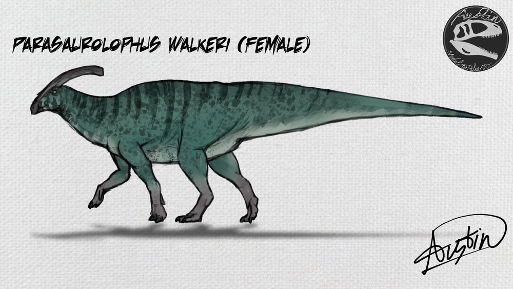 A reconstruction of female Parasaurolophus walkeri in an active walking posture, the animal's colouration is partially inspired by Spiny-Tailed Lizard. Unlike its male counterpart, the colour is more muted.