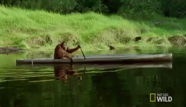 An orangutan on a raft boat using a stick to move toward in the water.

There is grass, vines, trees behind him on the edge of the water and the water shows the reflection of his boat.

It has a somber feel to it, like a quiet journey.