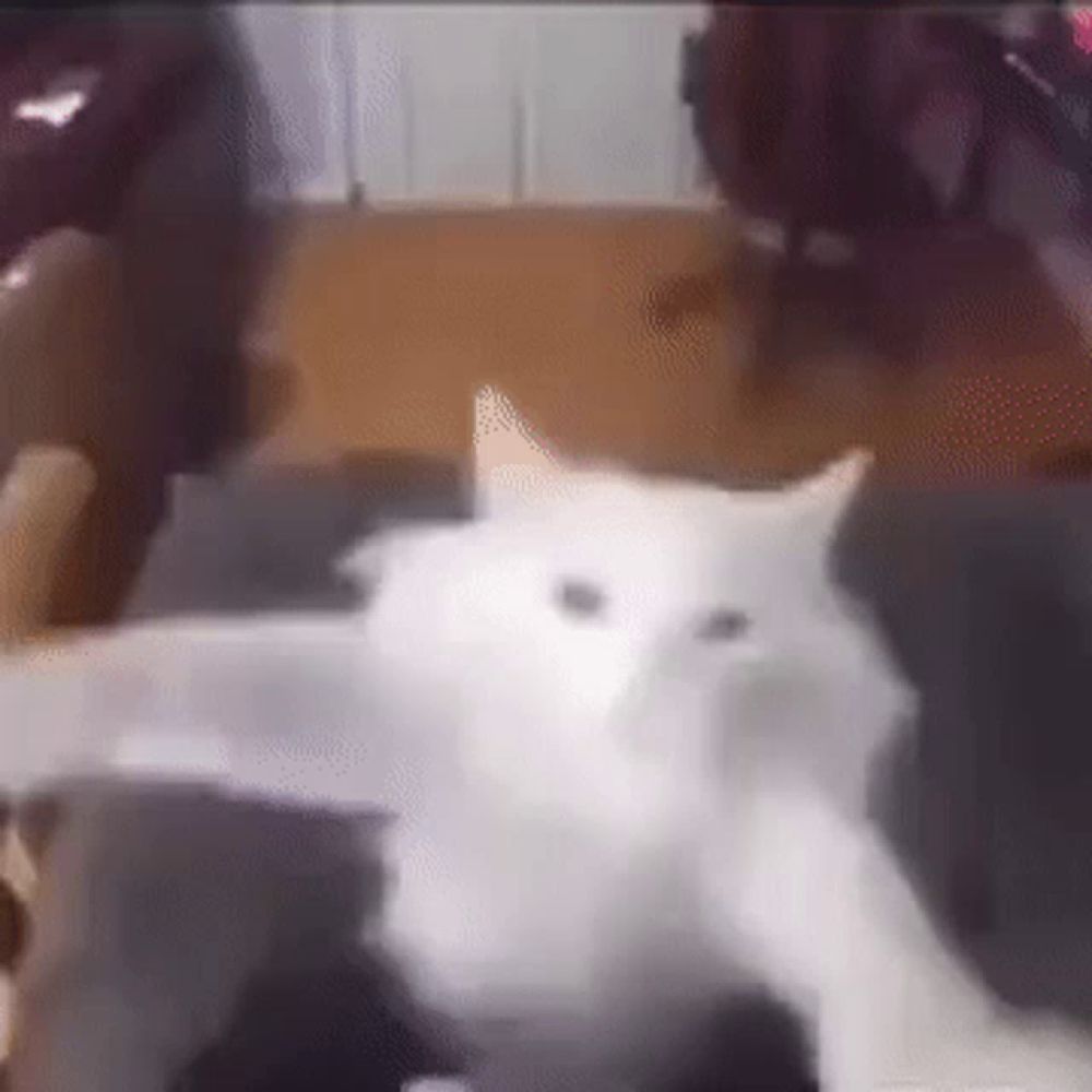 a white cat is laying on a black couch in a room .