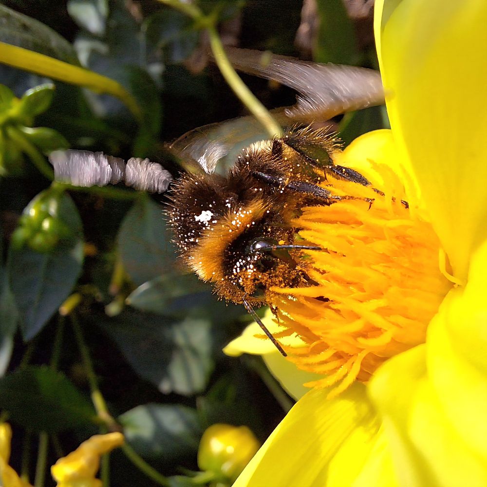 Eine Hummel steckt den Rüssel in das gelbe Innere einer gelben Blume. Der Kopf ist mit vielen gelben Pollen bedeckt. Zwischen den Augen und an mehreren Stellen auf dem Körper sind noch mehr weiße Pollen. Die Flügel sind auf dem Foto unscharf in Bewegung getroffen.