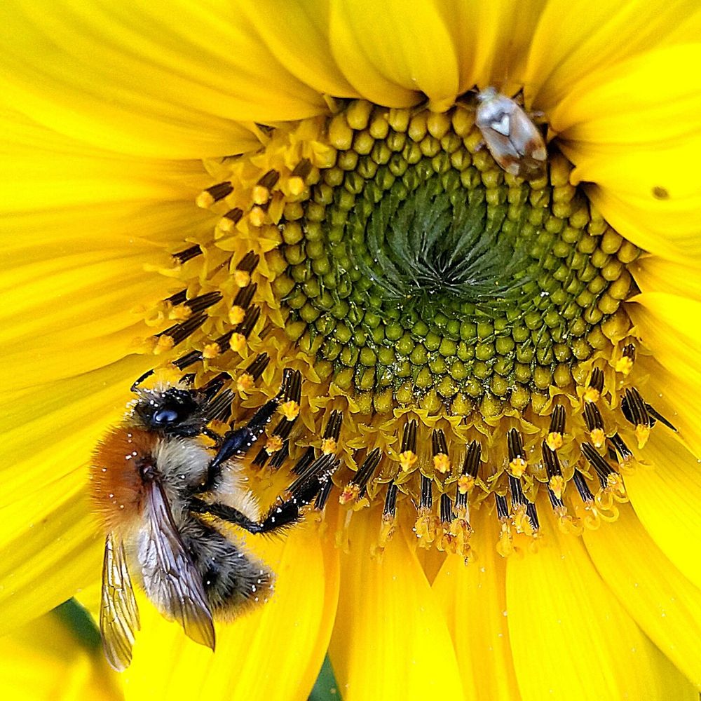 Auf einer gelben Blume sitzt unten links eine Hummel und oben rechts sehr unscharf eine kleine Wanze.