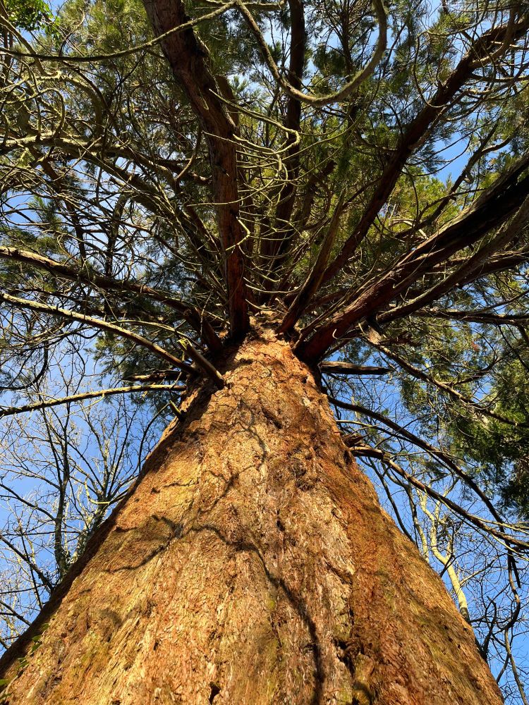 A shot looking up the red trunk of a Giant Sequoia tree. Its overstory soars into a bright blue sky. 