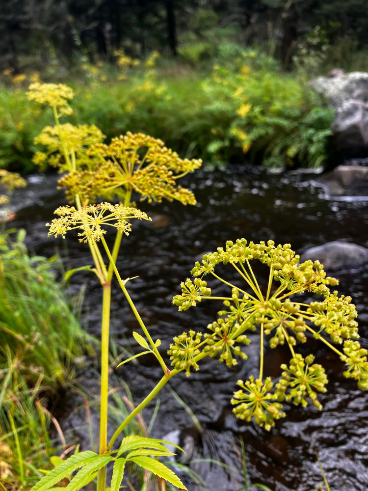 wild parsnip--golden umbrel seedheads in front of dark running water