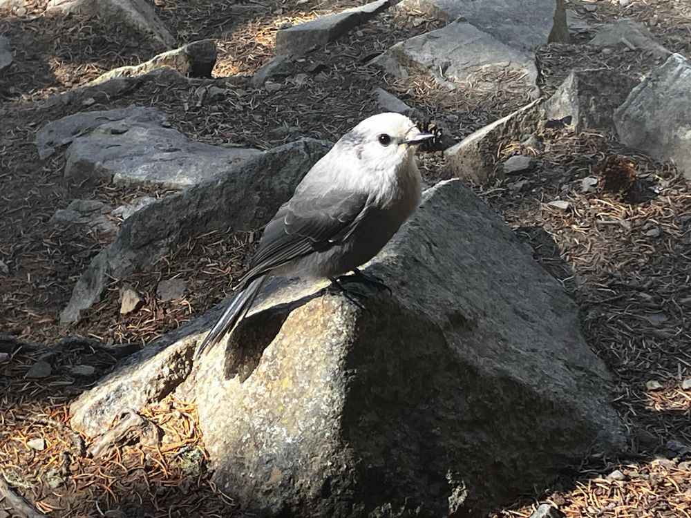 gray jay sitting on a gray rock, waiting for more snacks