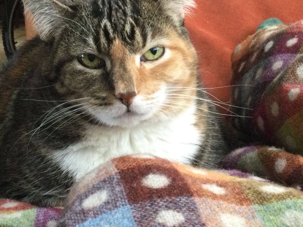 A dark grey and ginger torbie cat with white whiskers, muzzle, and bib is loafing on a multicolored block-woven wool blanket. She’s gazing kindly at you with gold-green eyes. 