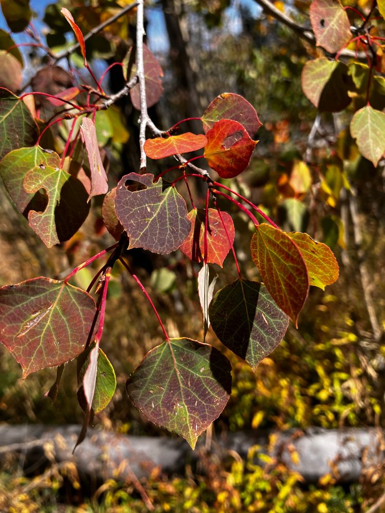 close-up of aspen leaves on branch, mix of green, dark purplish red, red, and yellow