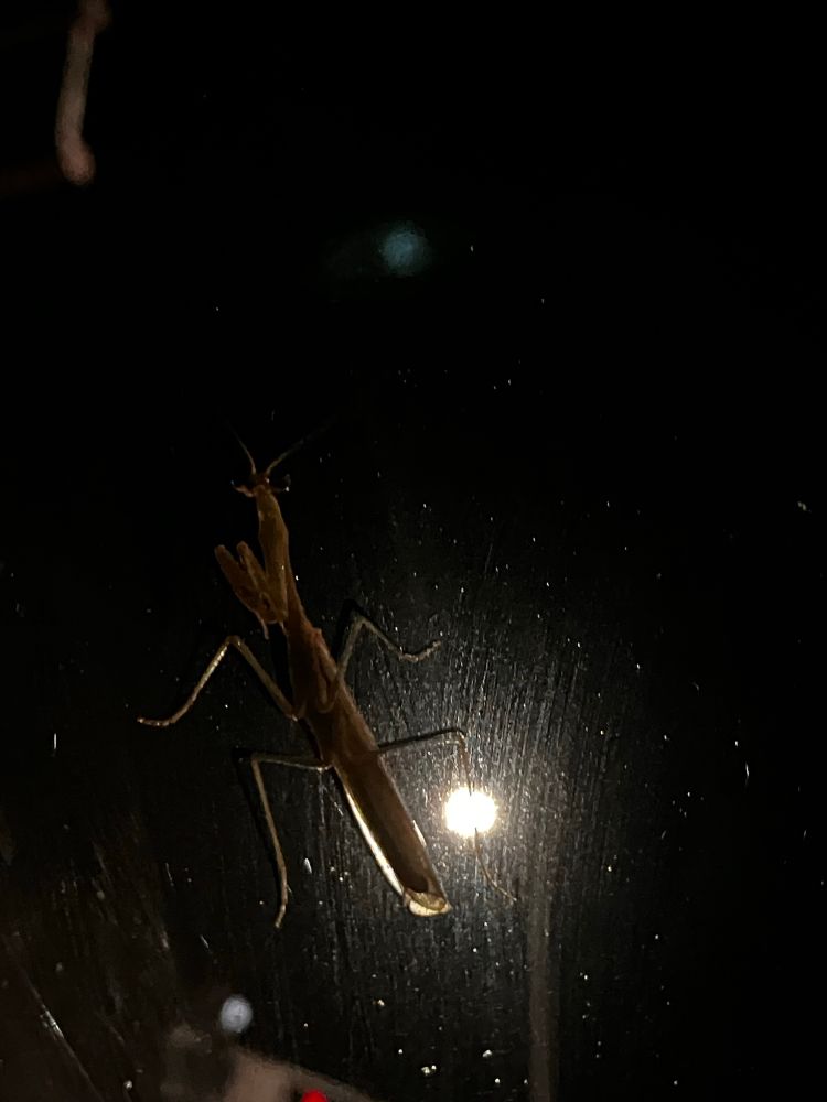 A smallish praying mantis on the outside of my windshield, backlit by streetlight and traffic lights against a dark sky.