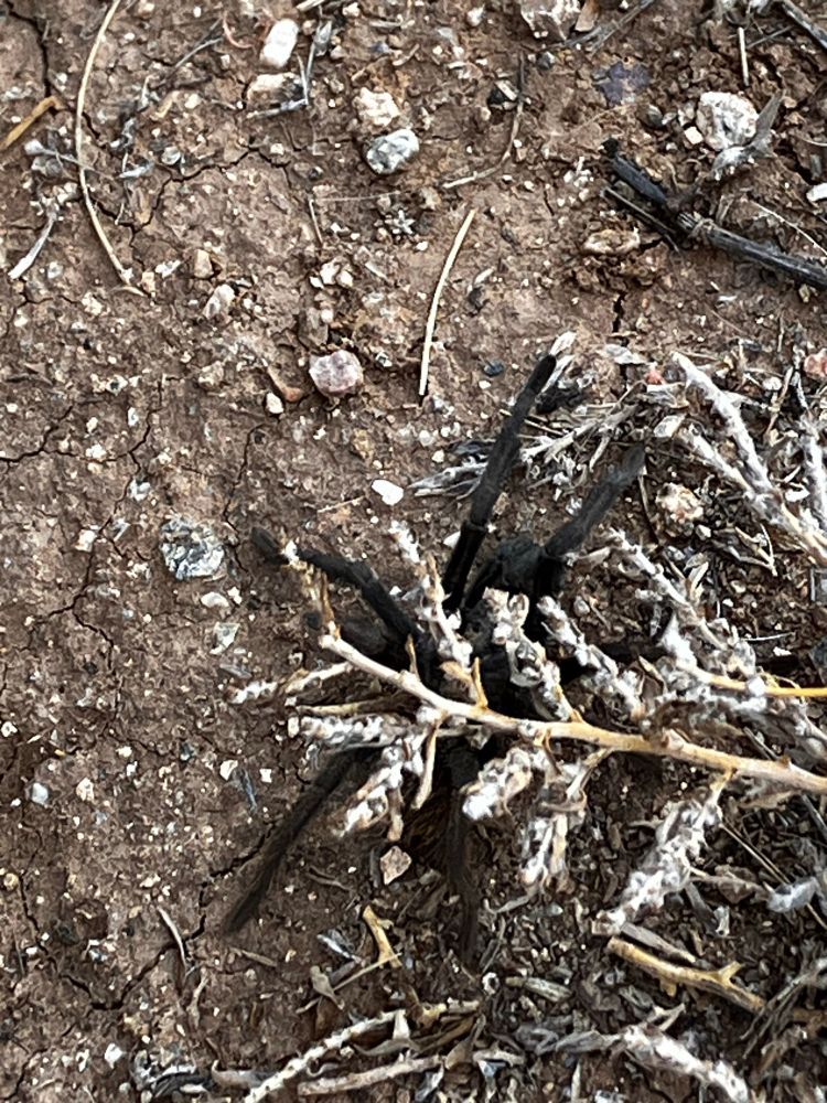 grey-black tarantula hiding under a seedy twig, on a dirt and gravel surface 