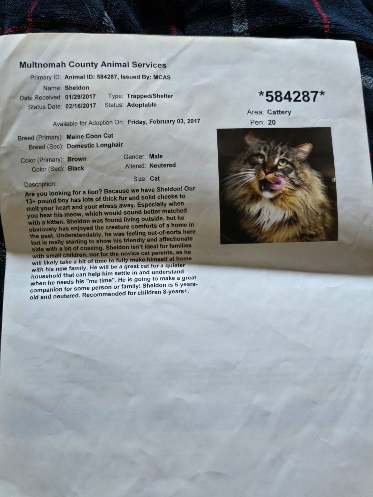 My now-departed cat Beowulf's original animal shelter file from 2017, back when his name was "Sheldon"