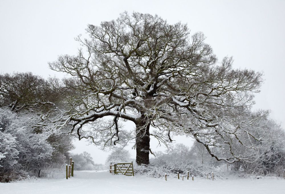 A broad tree by a gate covered in a thick layer of snow.