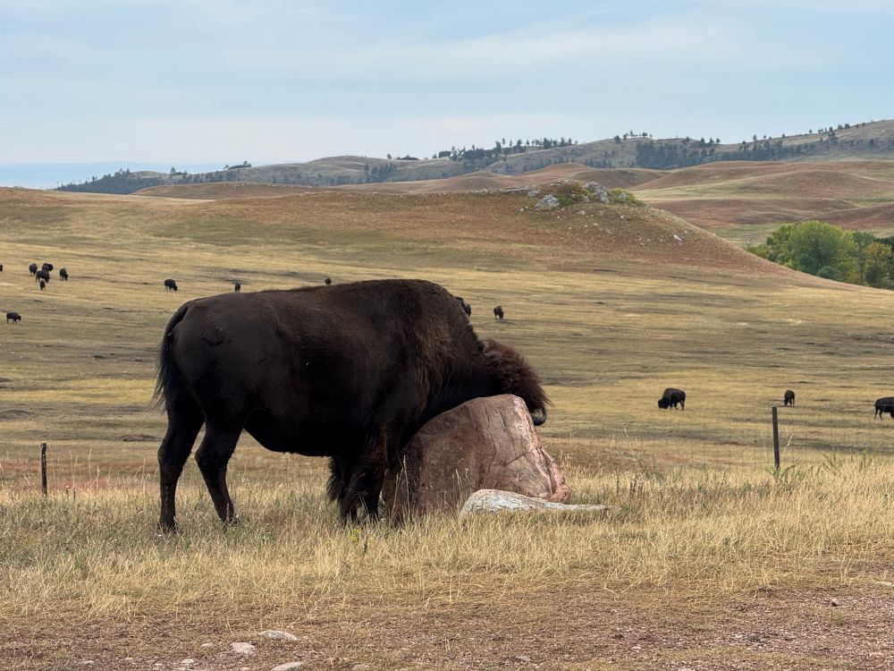 An adult bison scratches the side of its head on a large rock.