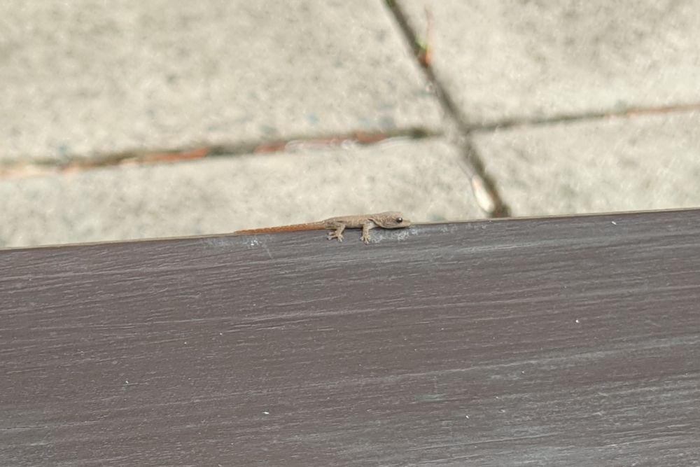 A baby gecko on a wooden table