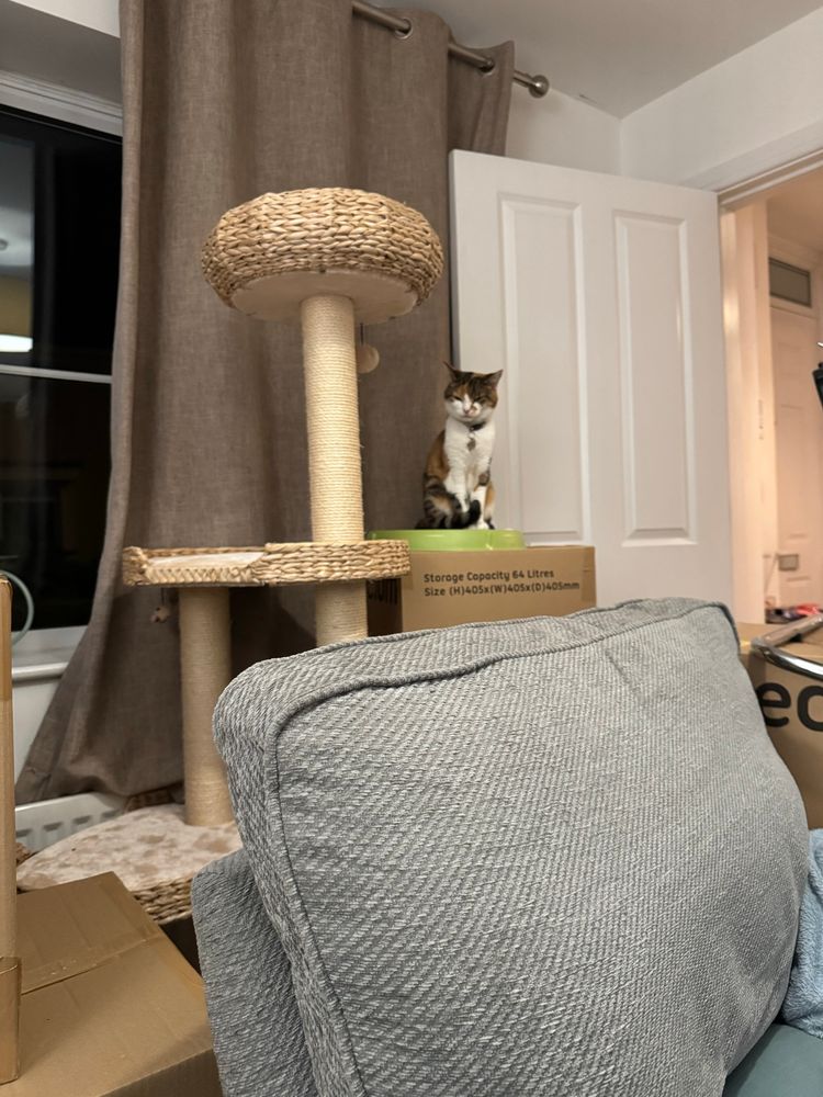 An unimpressed calico cat with a white chest and paws sits on a green plastic container next to a cardboard box, positioned behind a beige woven cat tree with sisal-wrapped posts. The scene is indoors, with a light grey textured sofa in the foreground and brown curtains hanging behind the cat tree. A white door stands open in the background, revealing a hallway lit with warm light.