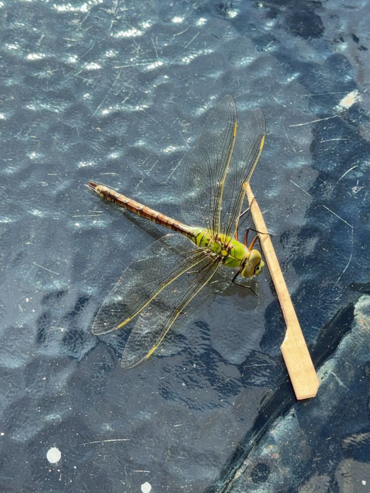 A dragonfly with a green thorax, brown-striped abdomen, and large, veined translucent wings rests on a textured dark blue surface. The wings display a slight golden tint along the leading edges. Next to the dragonfly lies a small wooden stirrer, providing a sense of scale and highlighting the insect’s delicate but sizable form.