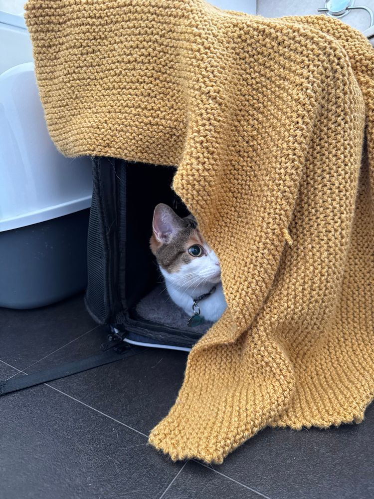 A cat with white and tabby fur peeks out from inside a soft-sided black carrier, partially covered by a chunky mustard-yellow knitted blanket. The cat, wearing a collar with a green tag, gazes intently to the right.