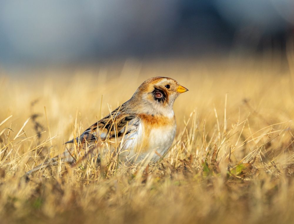A profile view of a snow bunting - a medium-size songbird - among dry grasses. The feathers over its ear have been lifted by wind, exposing its ear canal. 