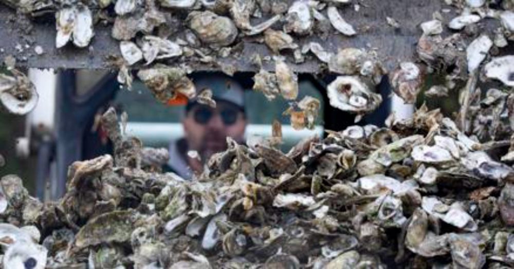 Shuck, slurp, recycle: Lowcountry Oyster Festival keeps on giving long after fun ends