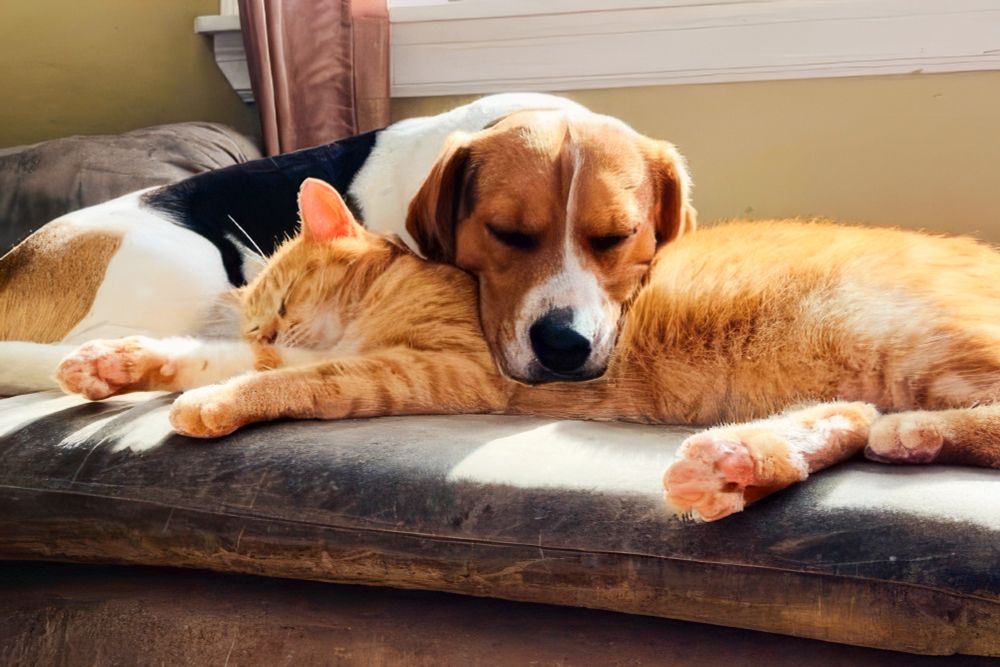 "Cats and dogs living together! It'll be anarchy!"