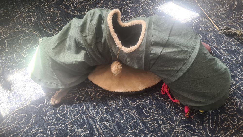 A cat tunnel, upended, with a grey paw sticking out from one end 