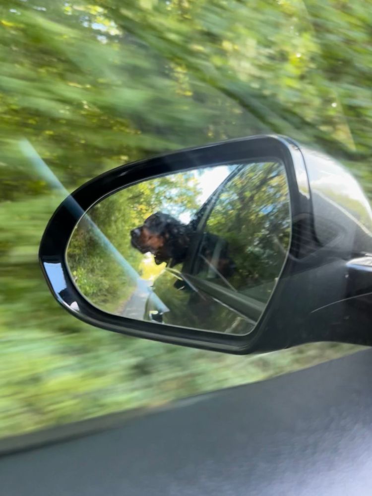 Photo of a side mirror in which you can see the dog sticking his head out of the back window.
