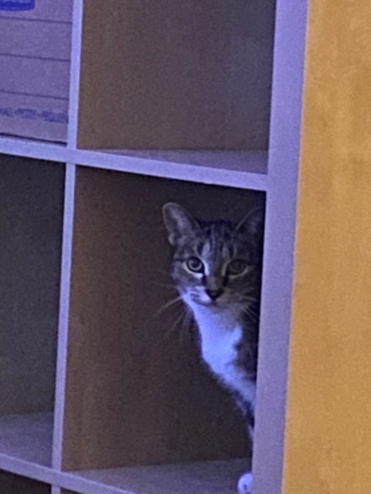 Cute tabby cat hanging out in an albums shelf.