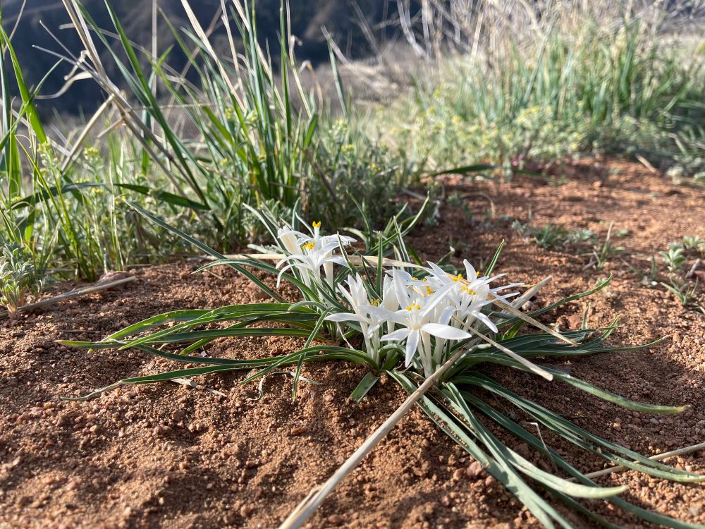White wildflowers along a mountain trail. 