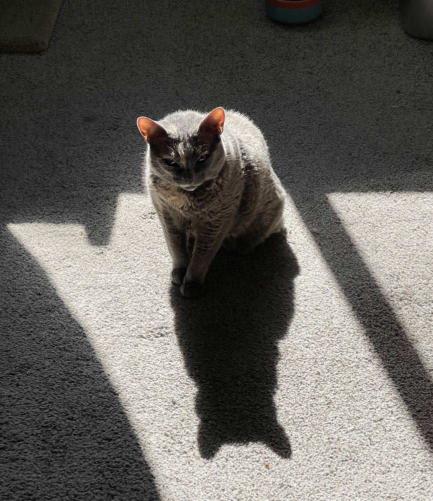 A dilute tortie cat sits in the warm sunshine, glaring at her mother for taking yet more photos of her. 