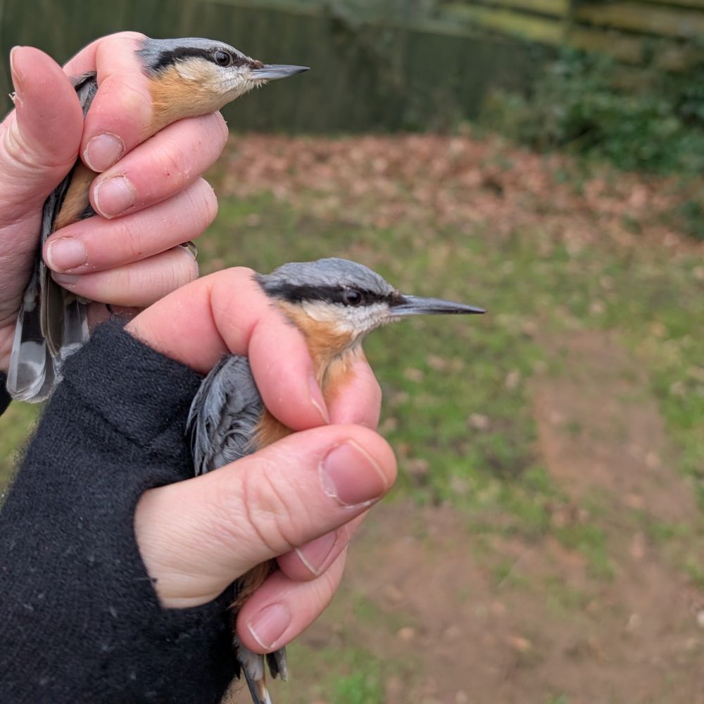 Two Nuthatch with different lengths bills. Ringed under BTO licence.